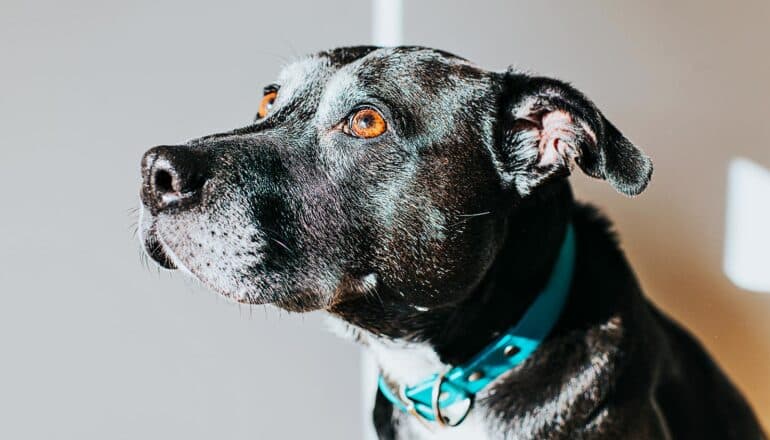 A black dog with white streaks in its fur and a blue collar on.