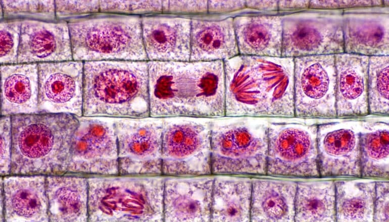 rows of dividing cells