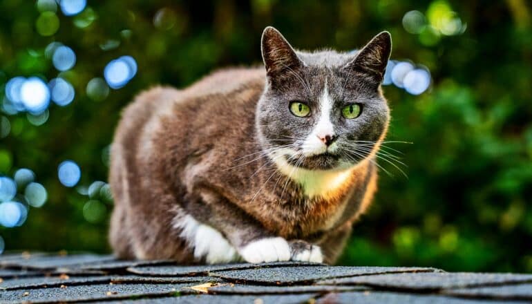 A cat crouches on top of a rooftop with a tree in the background.