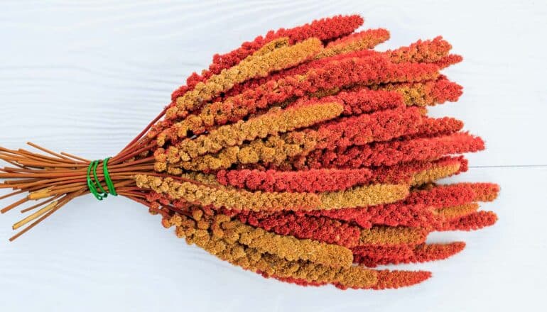 bouquet of red-orange millet