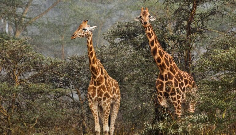 Two giraffes stand in pouring rain in front of some trees.