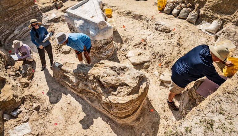 Researchers stand around the skull of an ancient elephant relative.