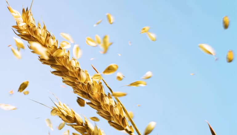 wind blows bits off ear of wheat