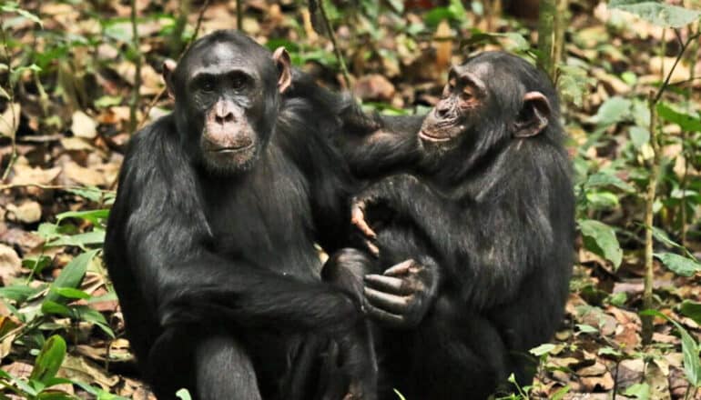 Two chimpanzees touch each other while sitting in a forest.