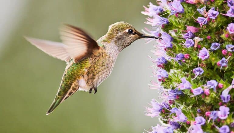 A hummingbird sips nectar from a small purple flower while hovering.