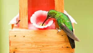 A hummingbird perched on a feeder sipping from a plastic flower.