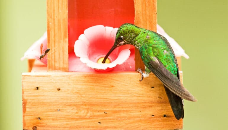 A hummingbird perched on a feeder sipping from a plastic flower.