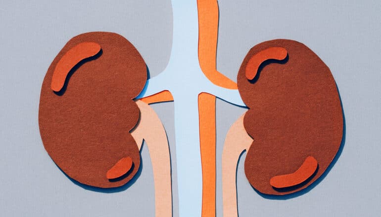 Kidneys cut out from construction paper on a gray or blue background.