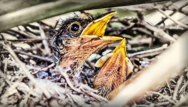 Two baby mockingbirds in a nest open their mouths to chirp.