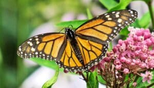 A monarch butterfly with white spots on the black parts of its wings stands on a leaf next to a flower.