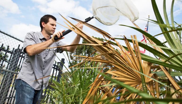 Brian Bahder collects samples in Florida of the planthopper using a net.