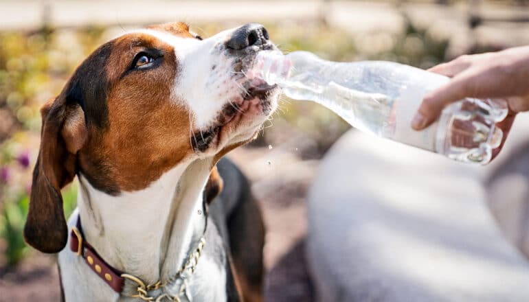 A dog drinks from a plastic water bottle a person holds.