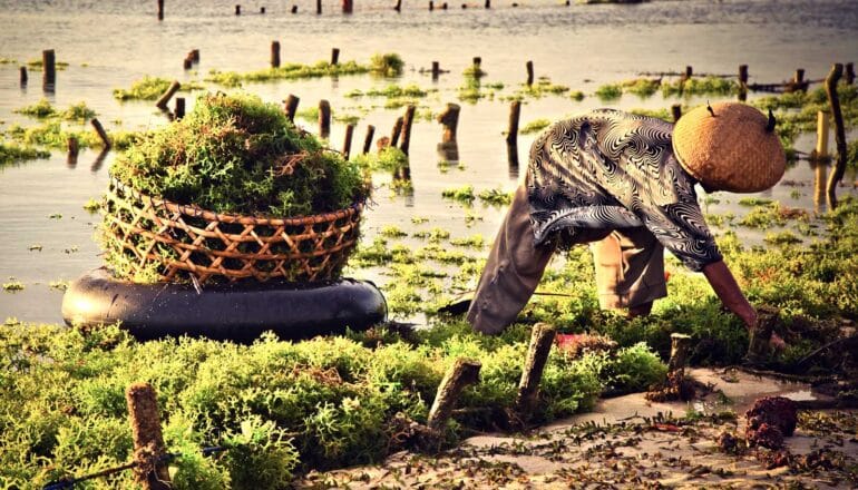 person leans over algae near full basket on a float in water