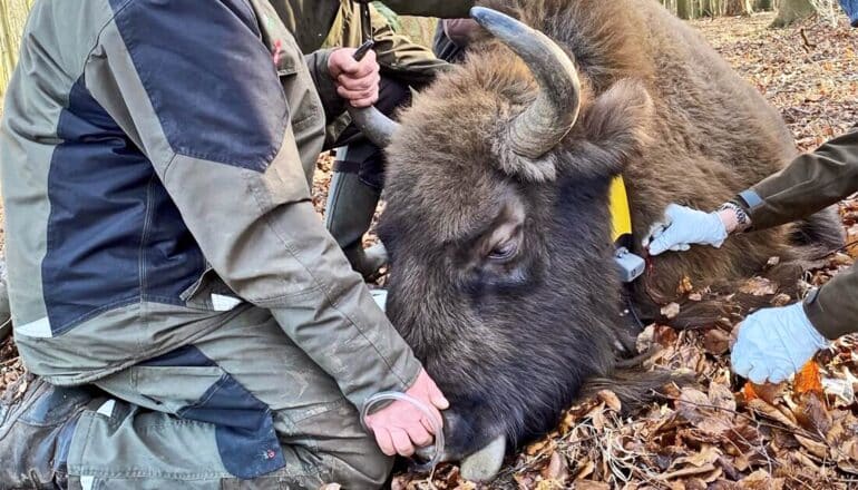 Researchers place a tracking device on a bison as it lays on the ground.