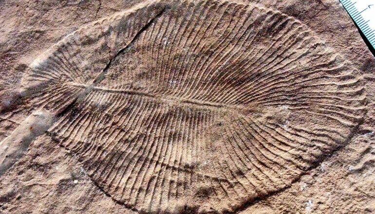 A fossilized animal looks flat and has several ridges coming from its center.