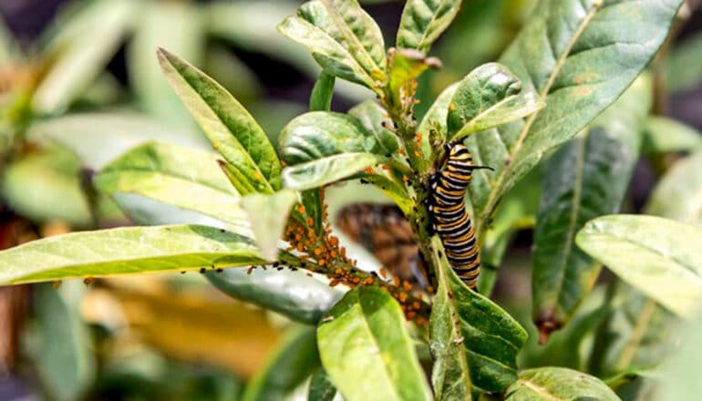 A black, yellow, and white monarch caterpillar on green leaves that are also covered by small orange aphids.