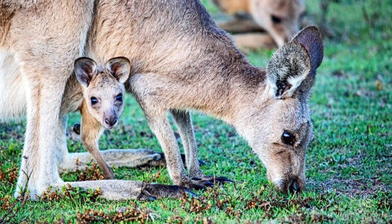 A kangaroo bends down to eat some grass as the joey in its pouch peaks out.