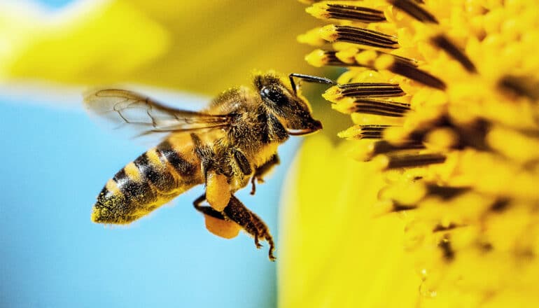 A bee hovers next to a yellow flower.