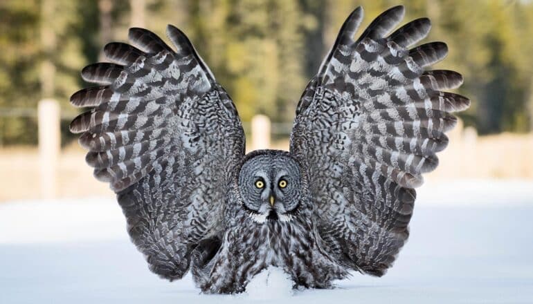 An owl spreads its wings as it stands on snowy ground.