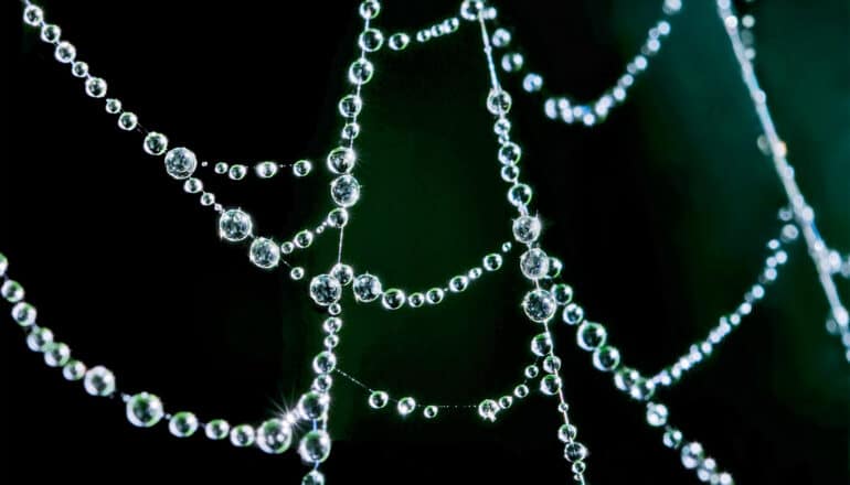 Drops of dew on a spider's web.