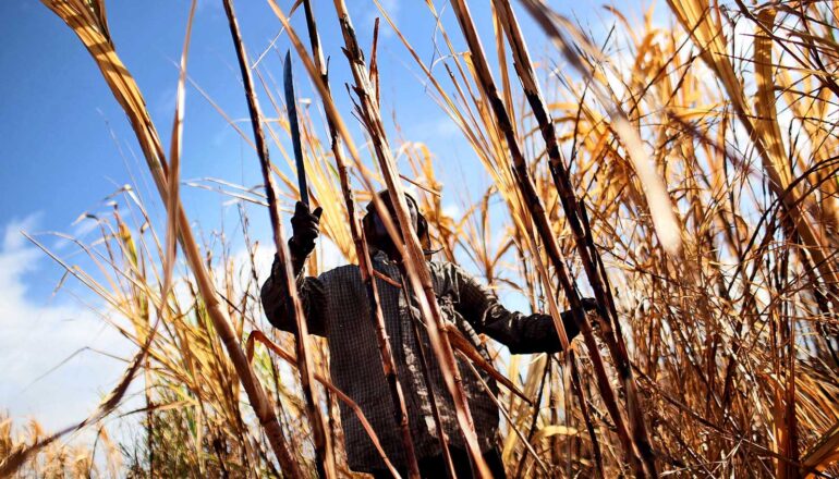 person uses machete in sugarcane field