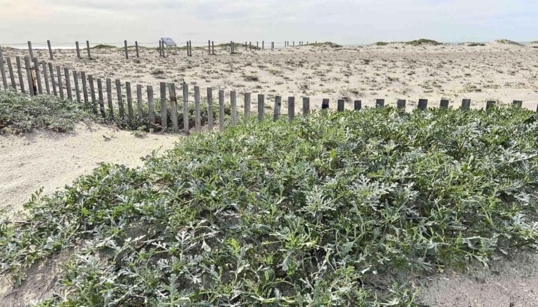 low-growing plant on fenced section of sand