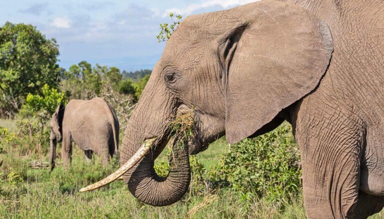 An elephant uses its trunk to stuff grass into its mouth.