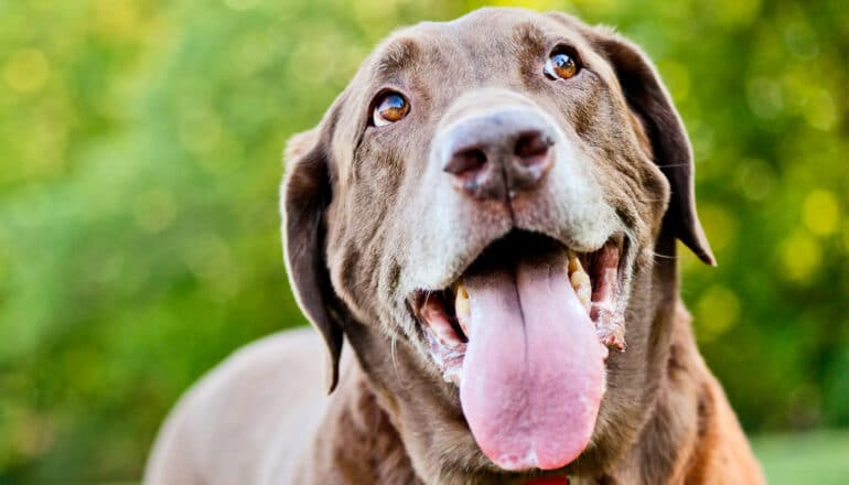 A dog panting while outside.