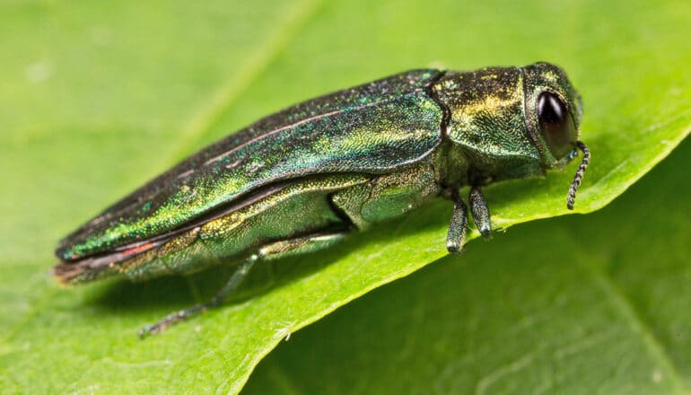 A green and yellow insect on a bright green leaf.