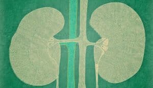 kidney anatomy in green