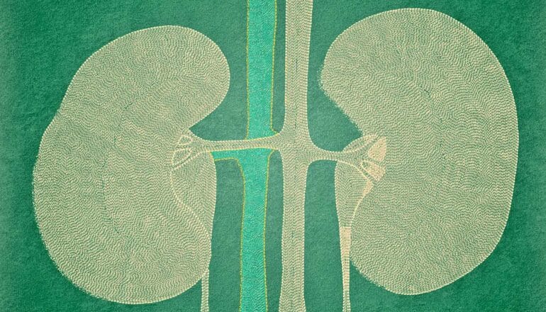 kidney anatomy in green