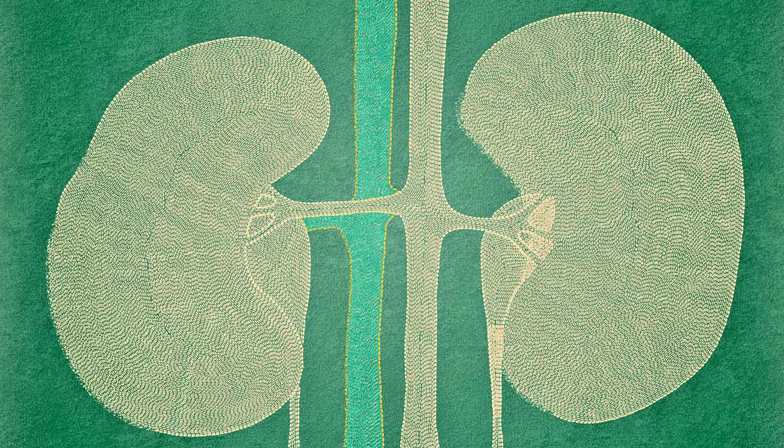 cell-atlas-could-help-predict-kidney-failure-worddisk