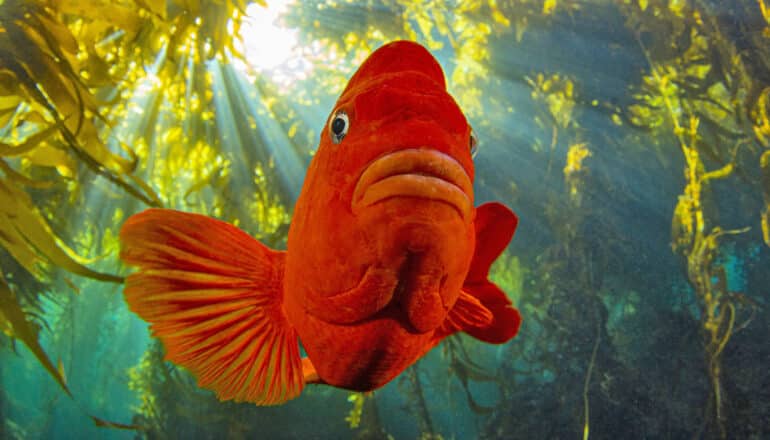 large red fish among kelp