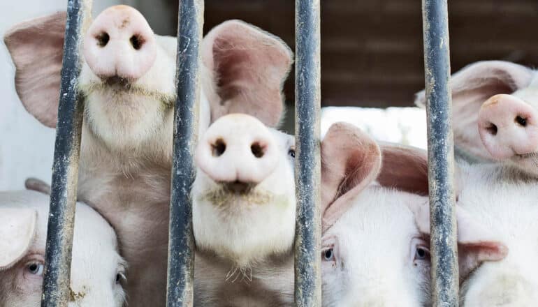 snouts of pigs in cage