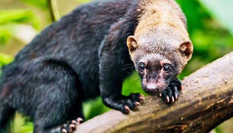 A tayra climbing up a tree branch and looking over its shoulder.