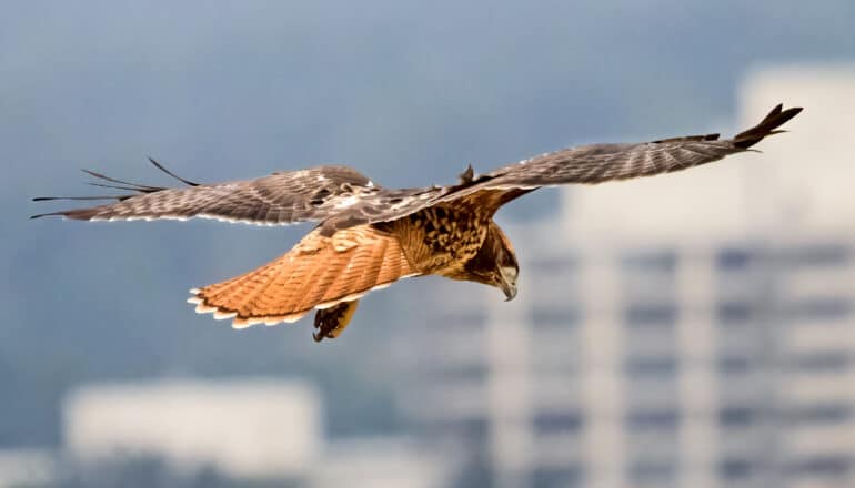 red tailed hawk hovers, blurry buildings in background