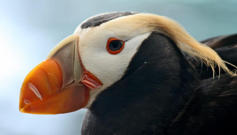 closeup of tufted puffin -- bird with big orange beak, white face, black body, and long white "eyebrow" tufts