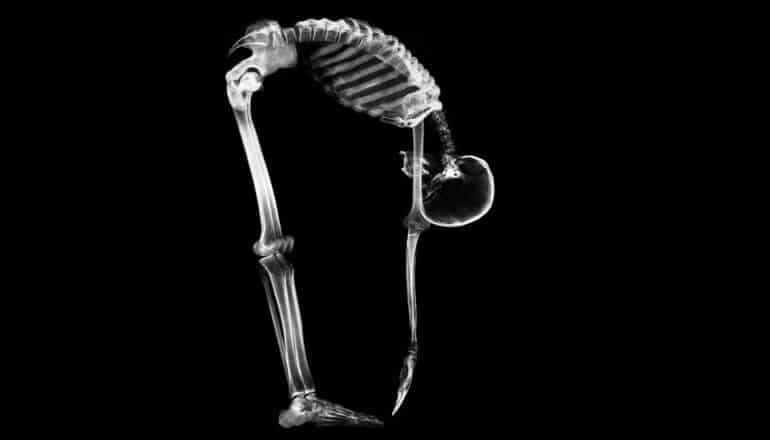 skeleton bends to touch toes