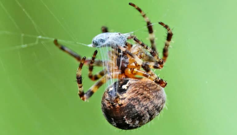 spider spinning silk in web