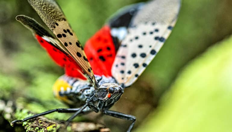 spotted lanternfly spreads wings