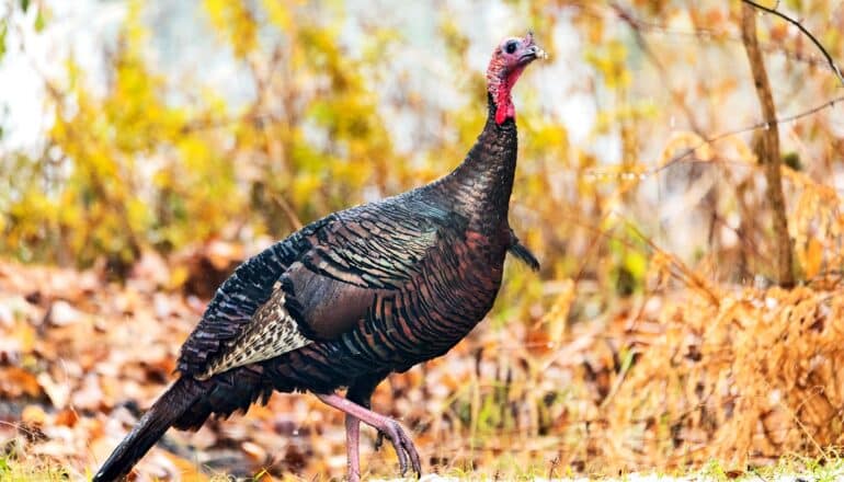 A wild turkey hen walks through a forest during autumn.