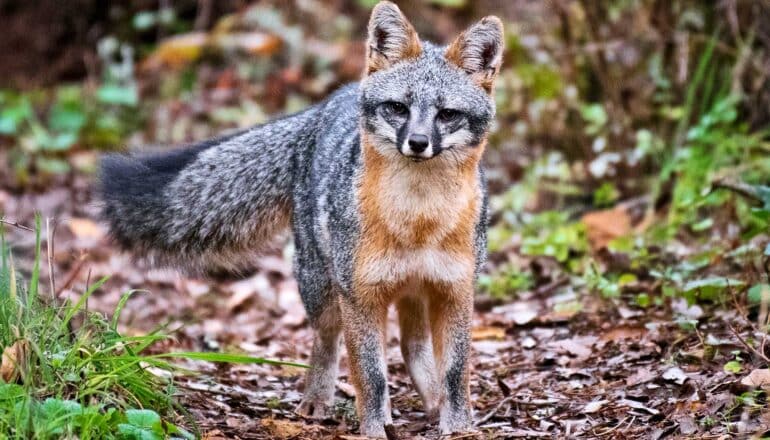 A California grey fox with a red belly walks through a forest and looks at the camera.