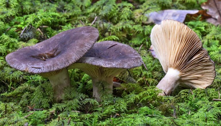 mushrooms grow amid moss