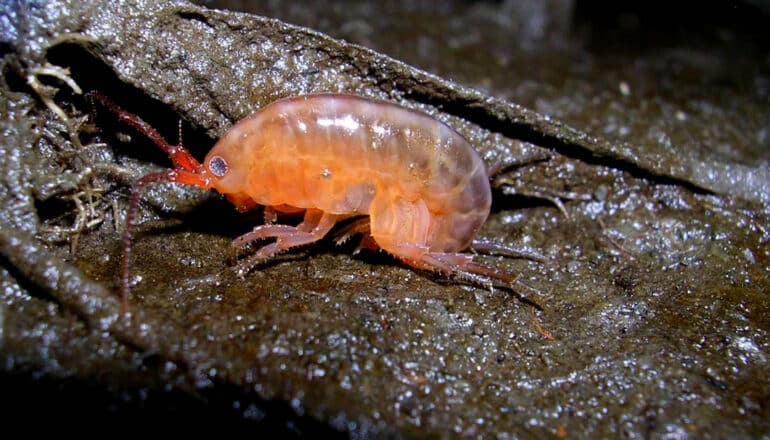 orange shrimp-like creature on muddy surface