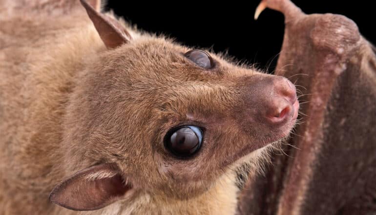 An Egyptian fruit bat close-up.