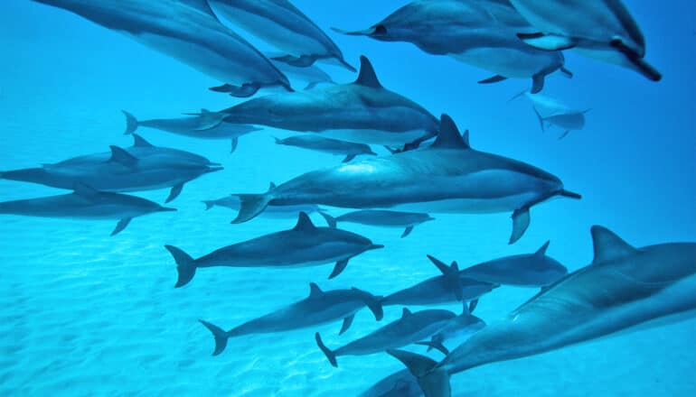 Many dolphins swim together in deep blue water.