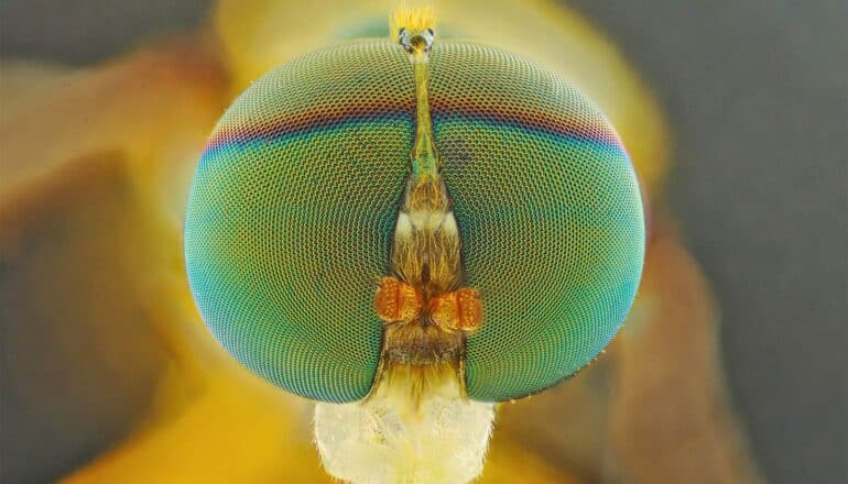 A close-up of a fruit fly's eyes highlighted in many colors.