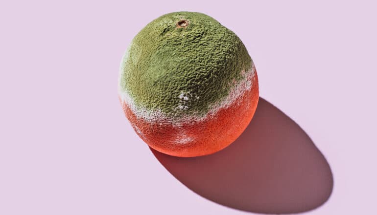 A moldy grapefruit on a light pink background.