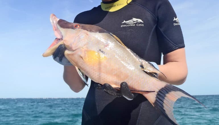 Schweikert holds up a pale hogfish with water in the background.