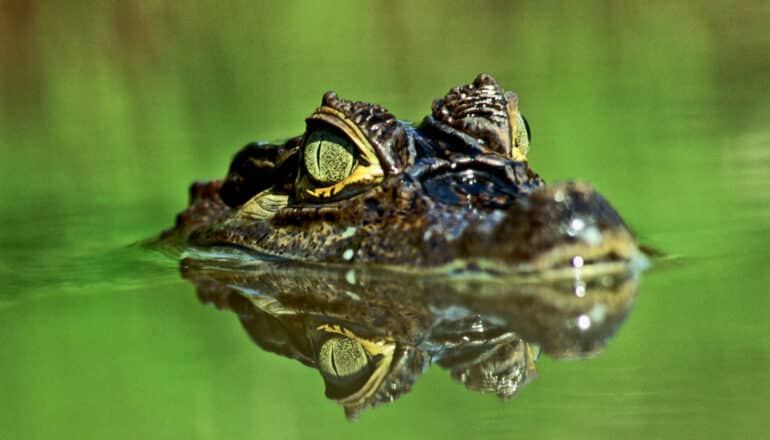 eyes of caiman peek over green water